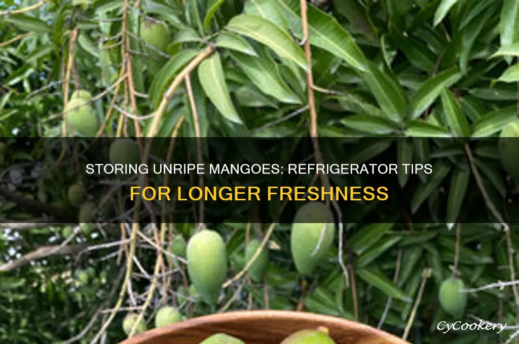 can unripe mangoes be stored in the refrigerator