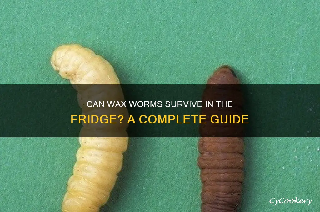 can wax worms be refrigerated