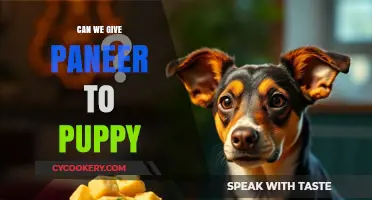 Feeding Puppies Paneer: Safe or Not?