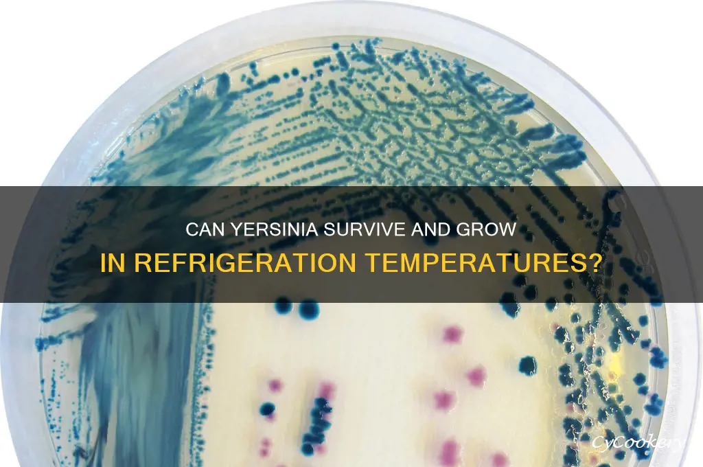 can yersinia grow in refrigeration temperature