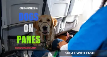 Air Travel with Big Dogs: What You Need to Know