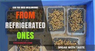 Breeding Mealworms from Refrigerated Ones: A Complete Guide