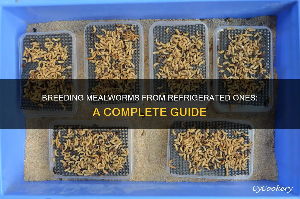 can you bred mealworms from refrigerated ones