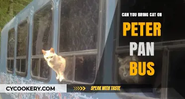 Traveling with Cats: Peter Pan Bus Pet Policy