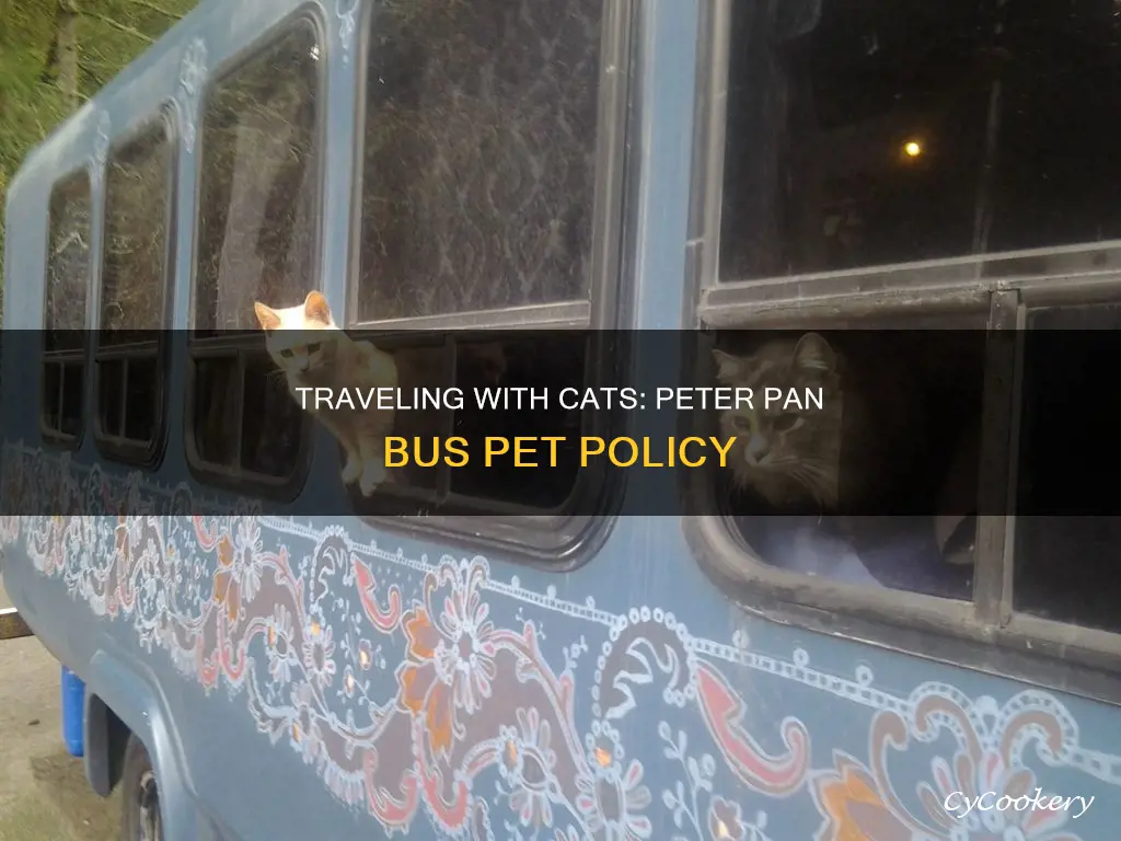 can you bring cat on peter pan bus