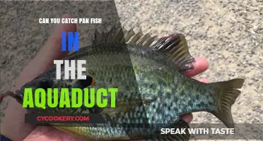 Catching Pan Fish in the Aqueduct: Is It Possible?