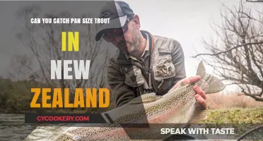 Trout Fishing in New Zealand: Catching Pan-Sized Fish