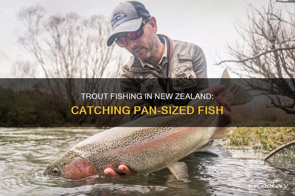 can you catch pan size trout in new zealand