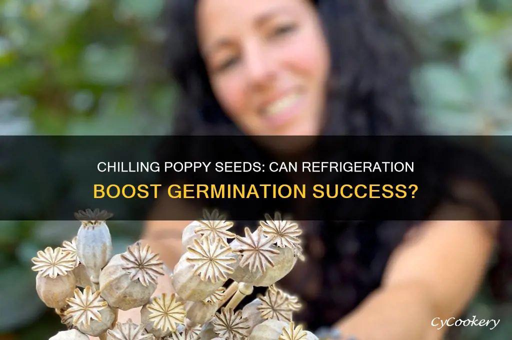 can you germinate poppy seeds in refrigerator