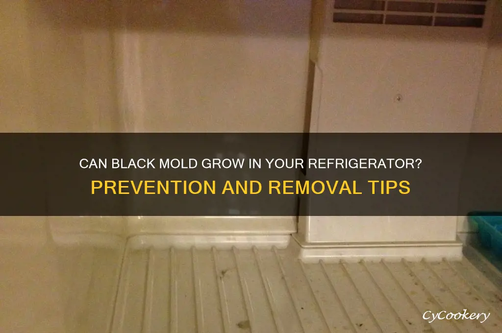 can you get black mold in refrigerator