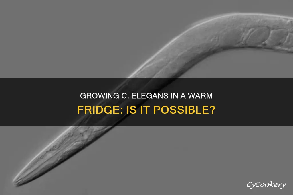 can you grow c elegans in a warm refrigerator