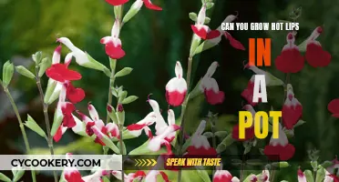 Potted Hot Lips: A Fiery Display for Your Patio