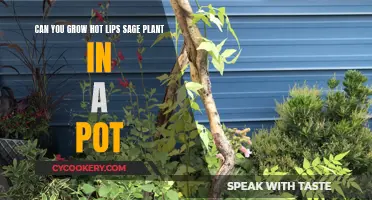 Potted Hot Lips: Growing a Sage Plant in Containers