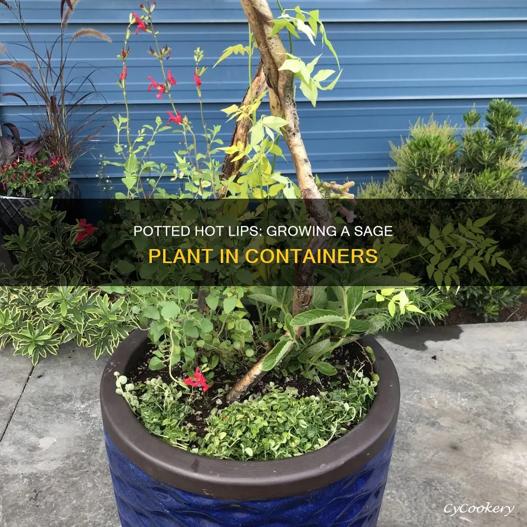 can you grow hot lips sage plant in a pot