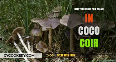 Pros and Cons of Growing Pan Cyans in Coco Coir