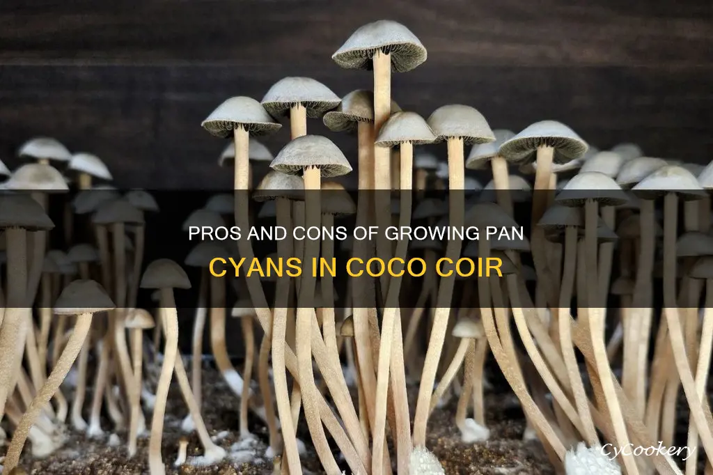 can you grow pan cyans in coco coir