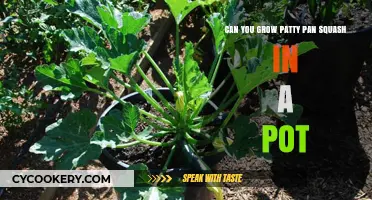 Patty Pan Squash: Container Gardening Tips