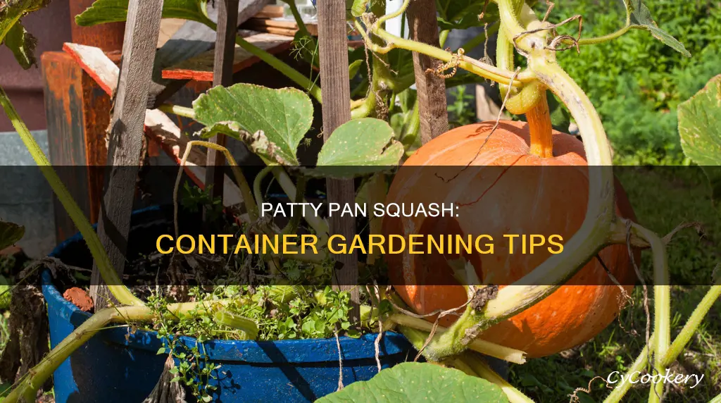 can you grow patty pan squash in a pot