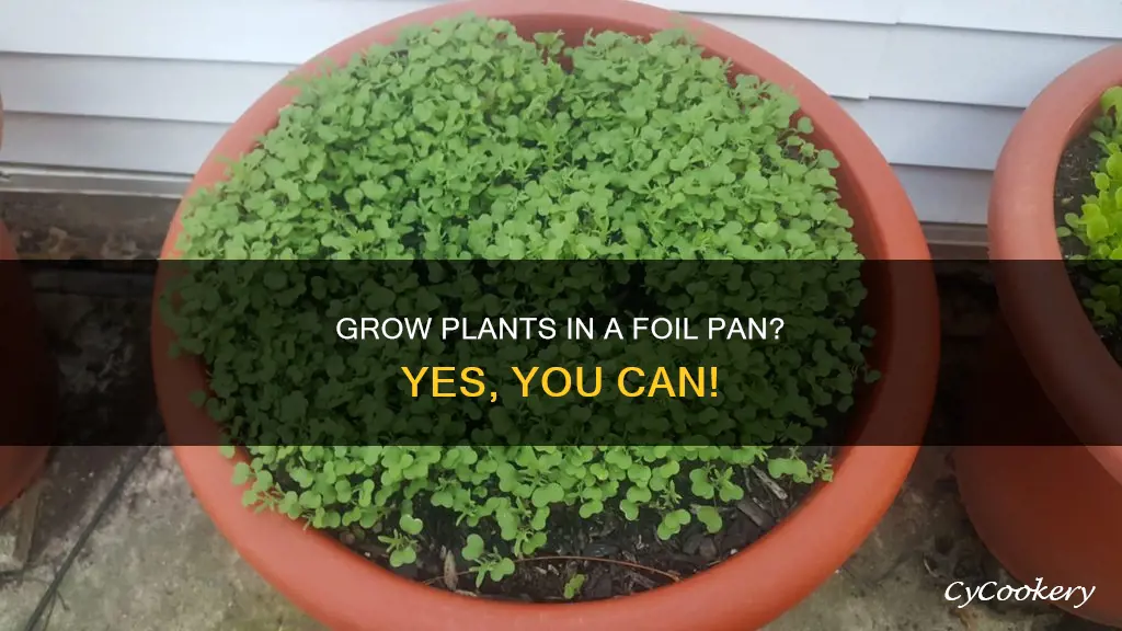 can you grow plants in a foil chaffing pan