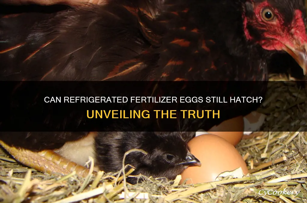 can you hatch a fertilizer egg after its been refrigerated