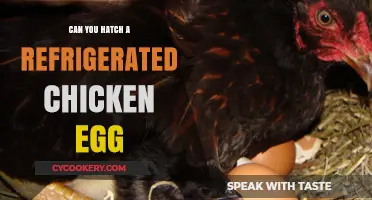 Can Refrigerated Chicken Eggs Hatch? Exploring the Science Behind It