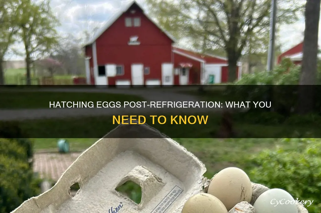 can you hatch eggs after refrigeration