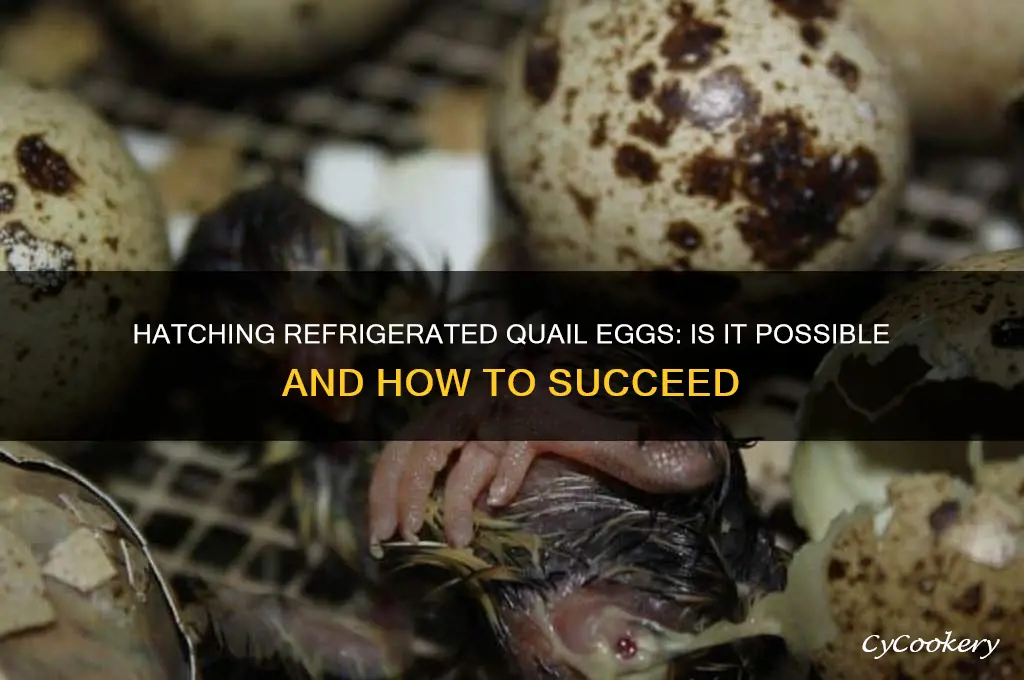 can you hatch refrigerated quail eggs