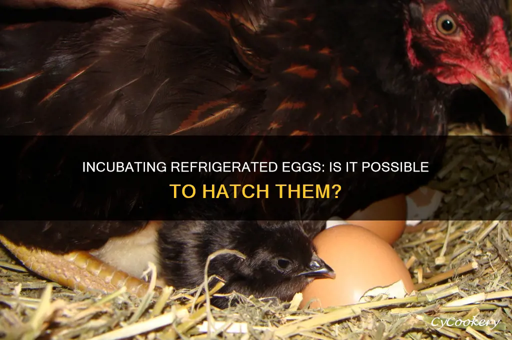 can you incubate eggs after they