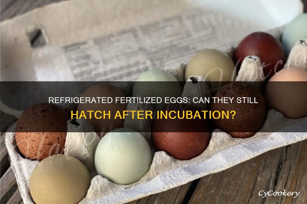can you incubate fertilized eggs that have been refrigerated