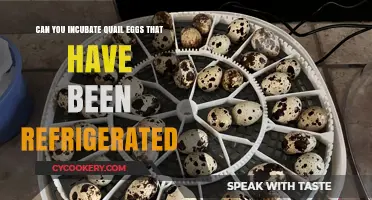 Incubating Refrigerated Quail Eggs: Risks, Success Rates, and Best Practices