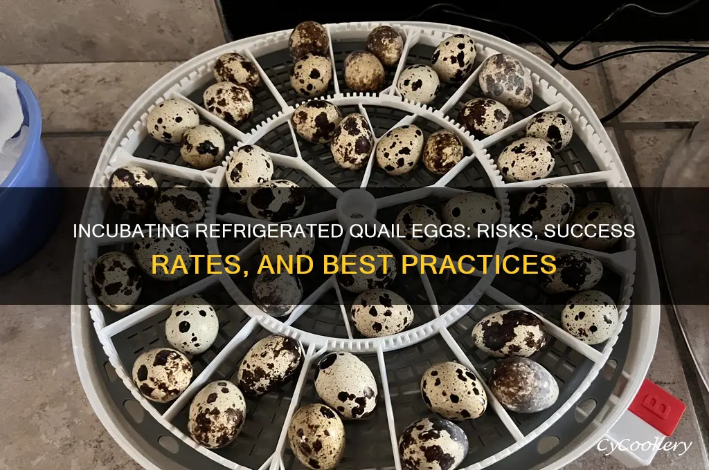 can you incubate quail eggs that have been refrigerated