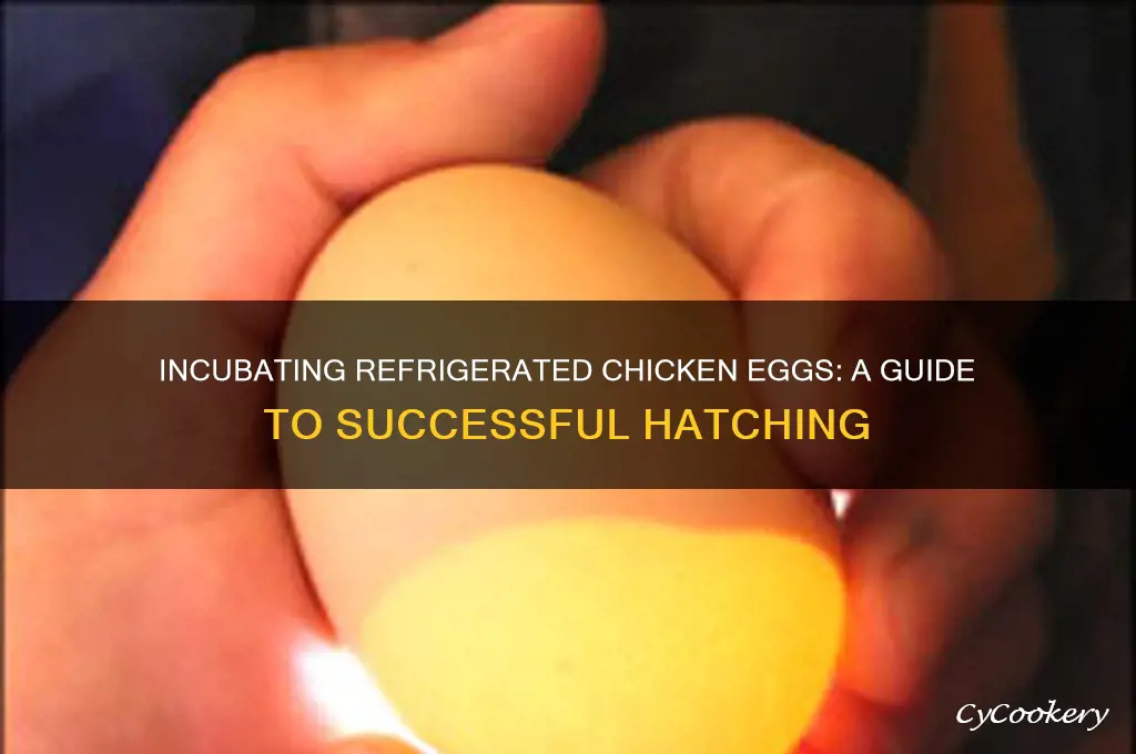 can you incubate refrigerated chicken eggs