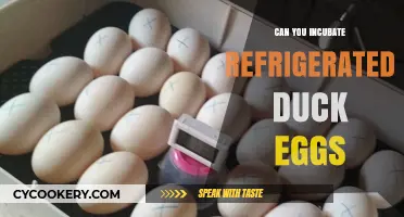 Incubating Refrigerated Duck Eggs: Tips for Successful Hatching