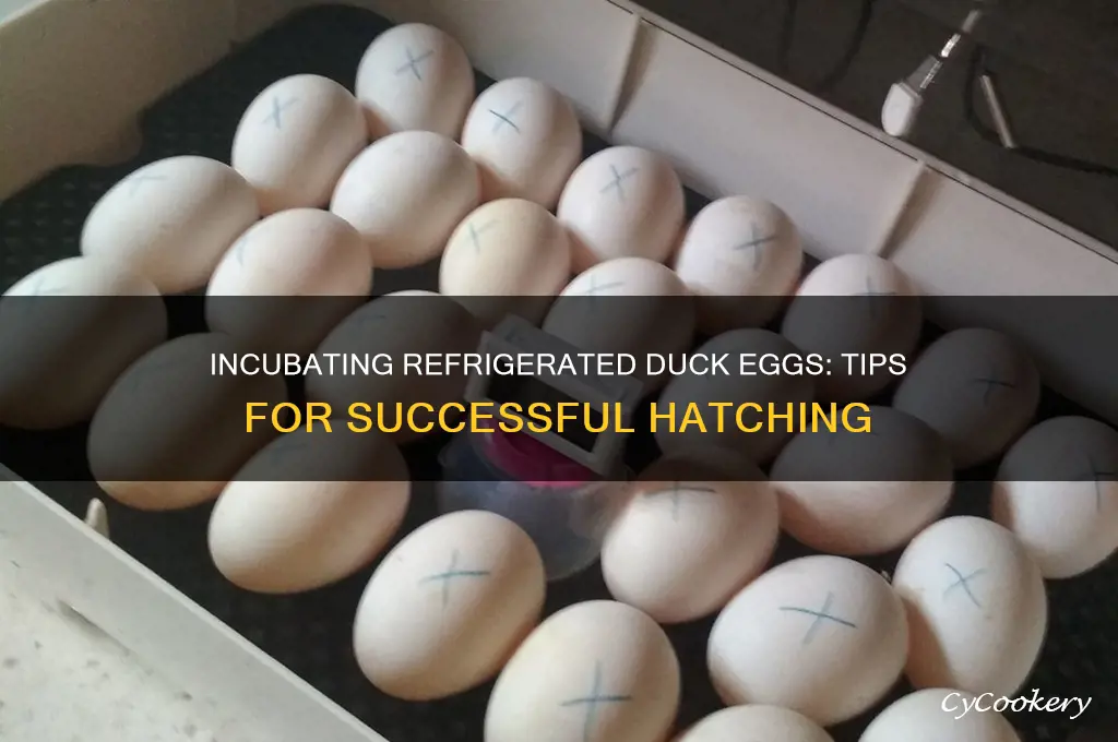 can you incubate refrigerated duck eggs