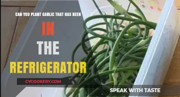 Can Refrigerated Garlic Be Planted? Tips for Successful Garlic Growth