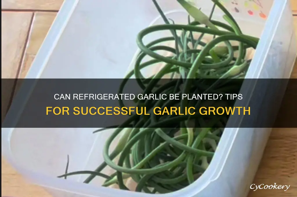 can you plant garlic that has been in the refrigerator