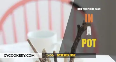 Potted Plants: Can You Pot a Pan?