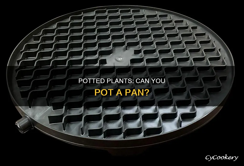 can you plant pans in a pot