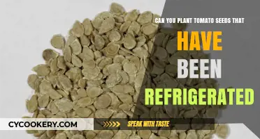Refrigerated Tomato Seeds: Can They Still Sprout and Grow?