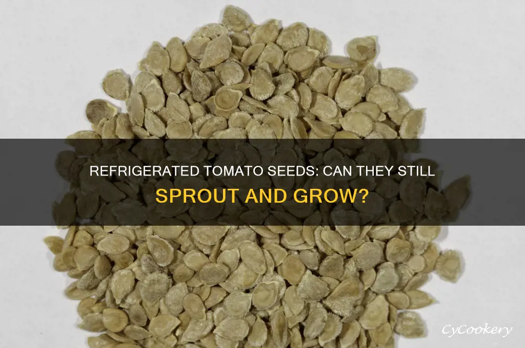 can you plant tomato seeds that have been refrigerated