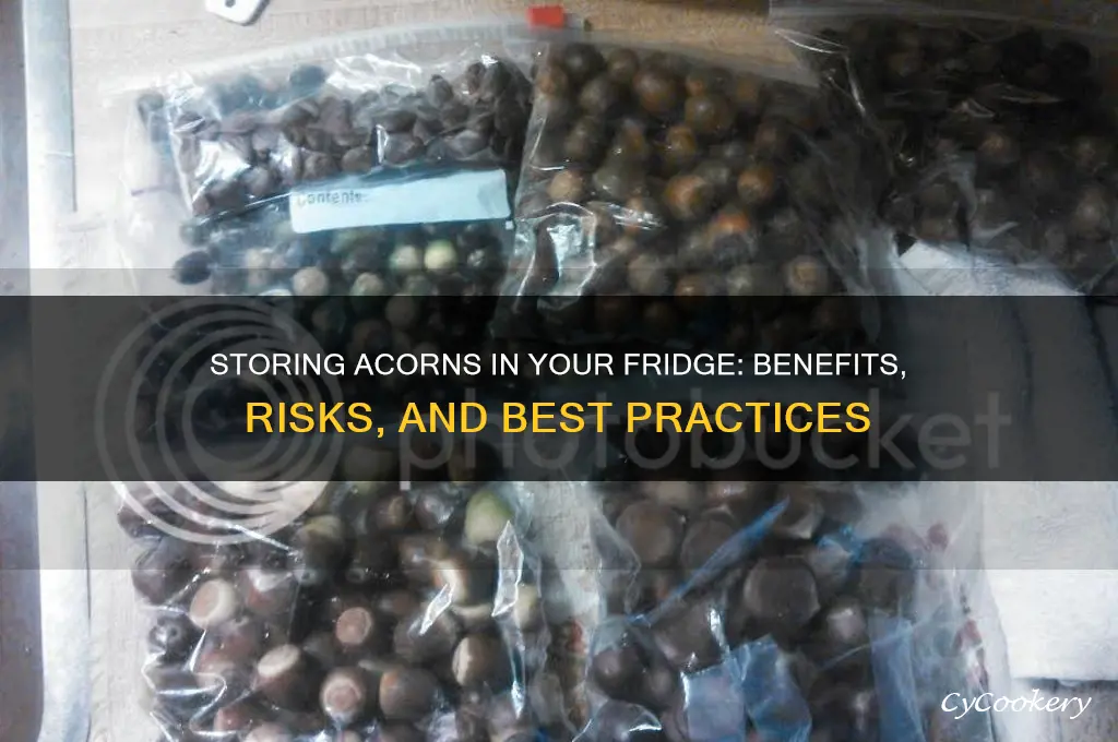 can you put acorns in your refrigerator