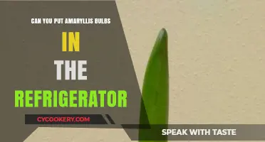 Chilling Amaryllis Bulbs: Refrigeration Tips for Healthy Blooming Success