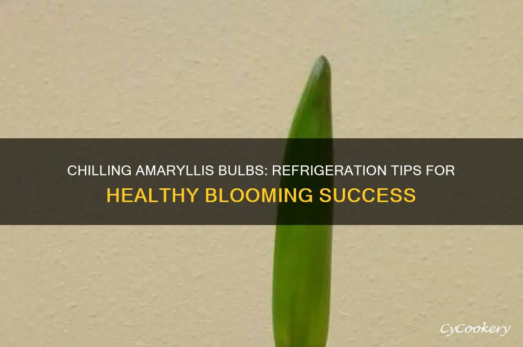 can you put amaryllis bulbs in the refrigerator