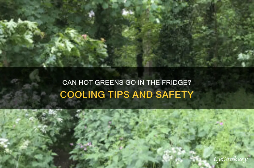 can you put hot greens in the refrigerator
