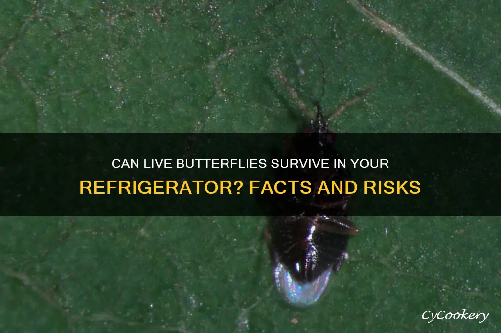can you put live butterflies in the refrigerator