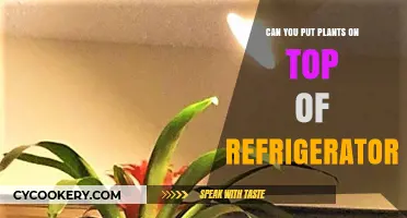 Can You Safely Place Plants on Top of Your Refrigerator?