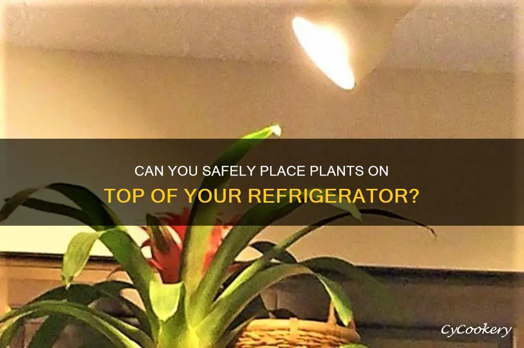 can you put plants on top of refrigerator