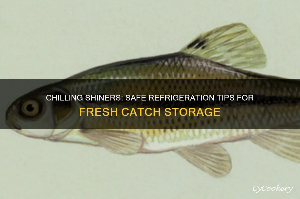 can you put shiners in refrigerator