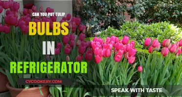 Chilling Tulips: Can You Refrigerate Tulip Bulbs for Blooming Success?