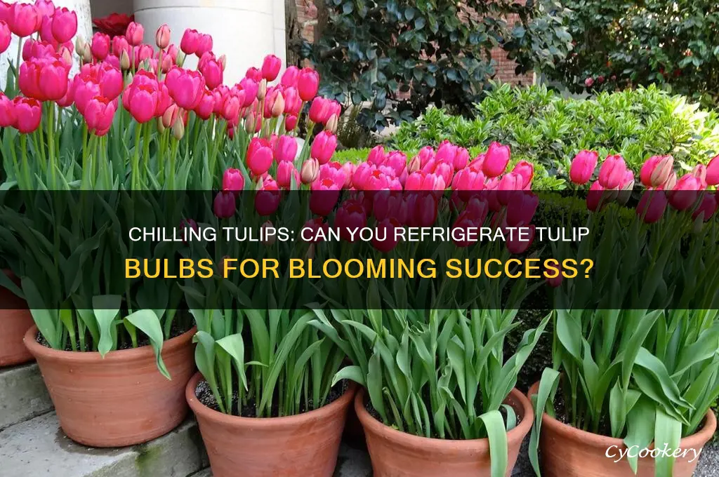 can you put tulip bulbs in refrigerator